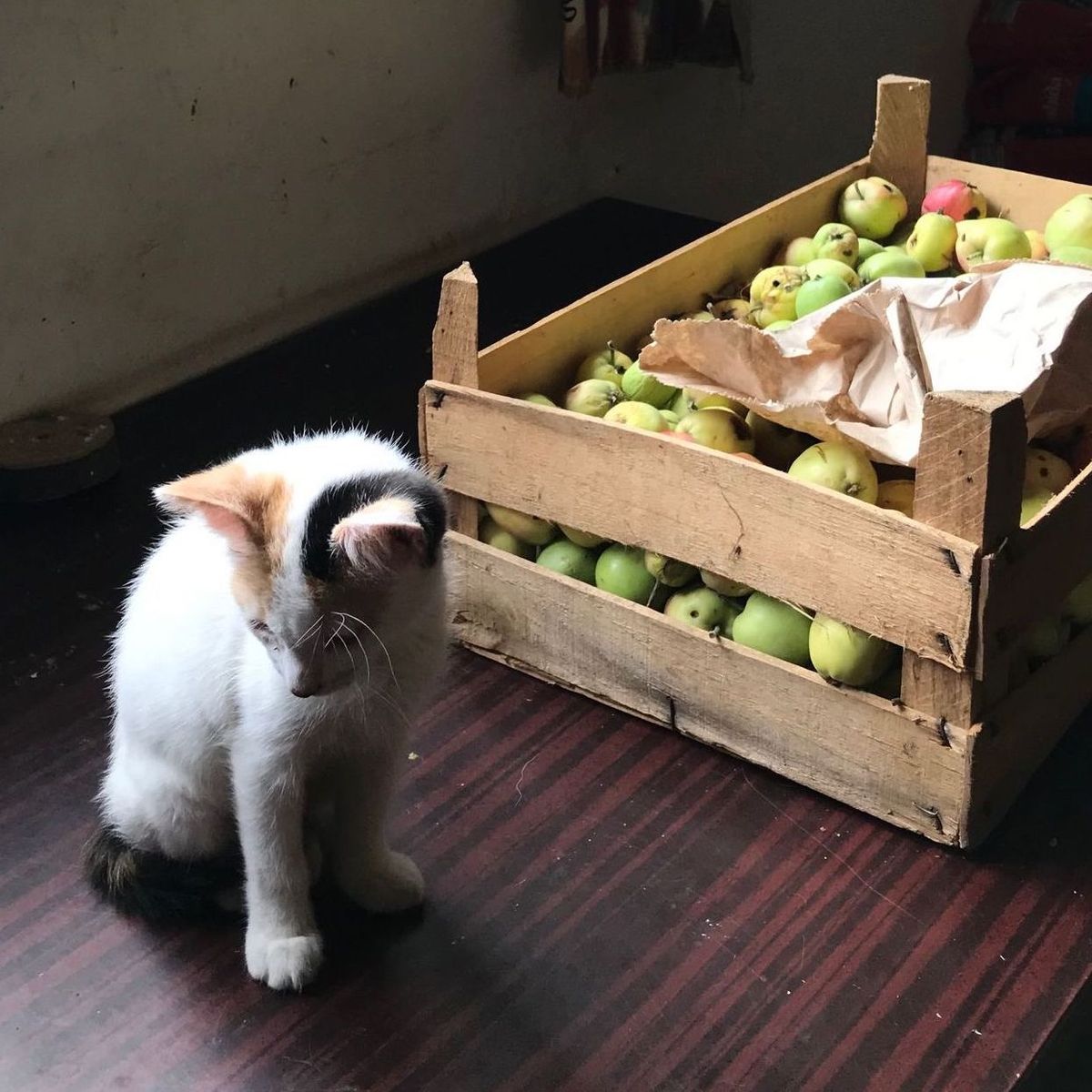 Fed pigs, didn't learn how to drive